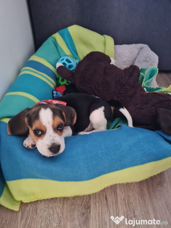 Pui beagle băiețel
