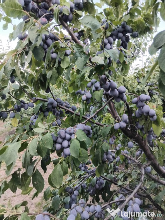 Vând prune vrac negociabil