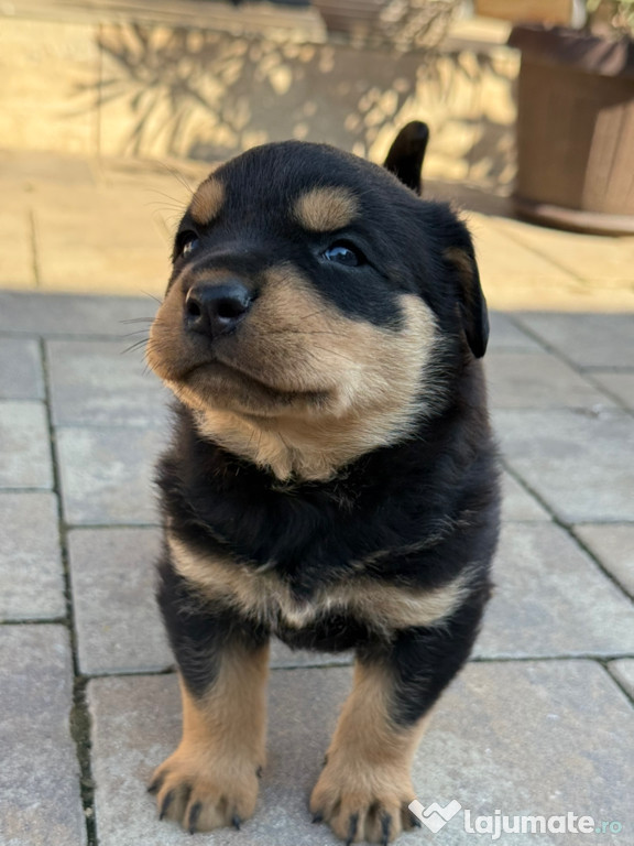 Pui rottweiler talie mare