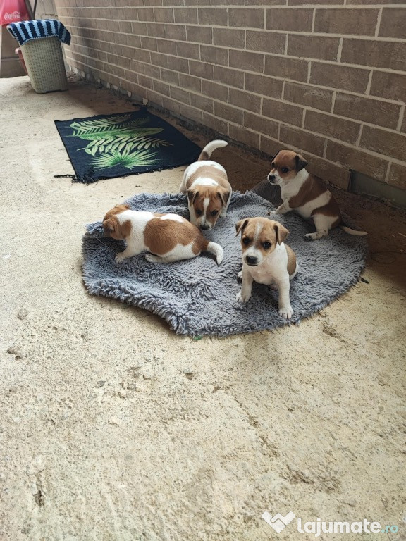 Căței jack Russel