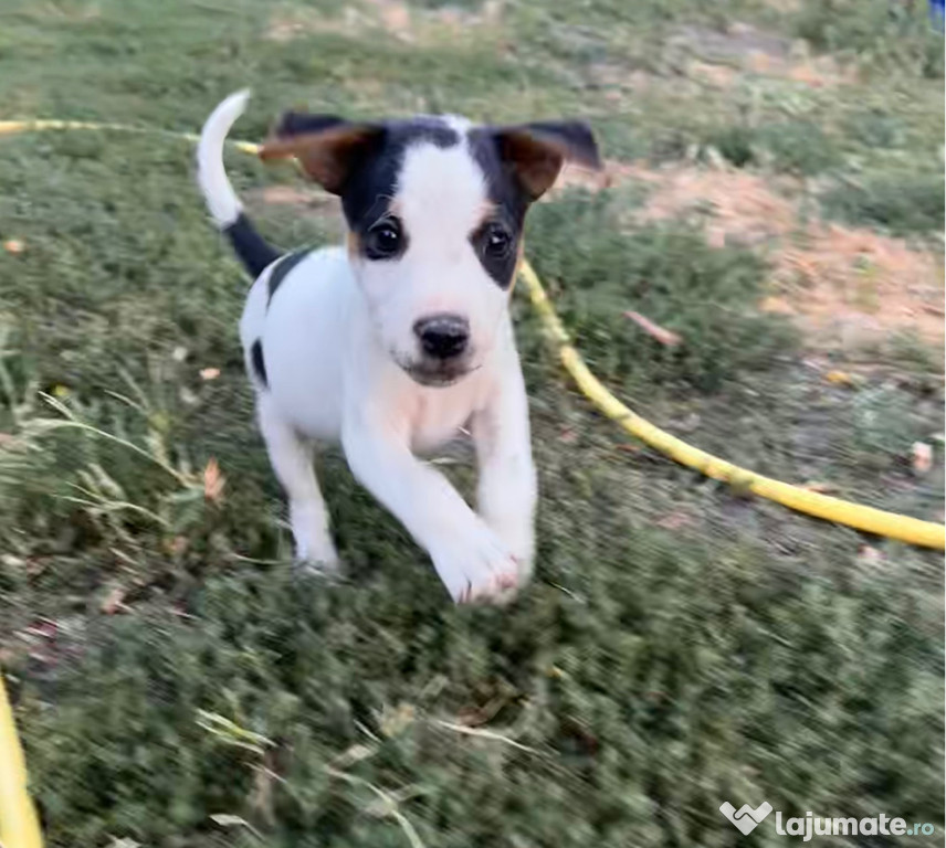 JackRussell Terier