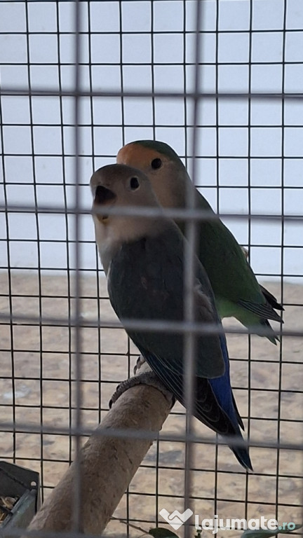 Papagali agapornis