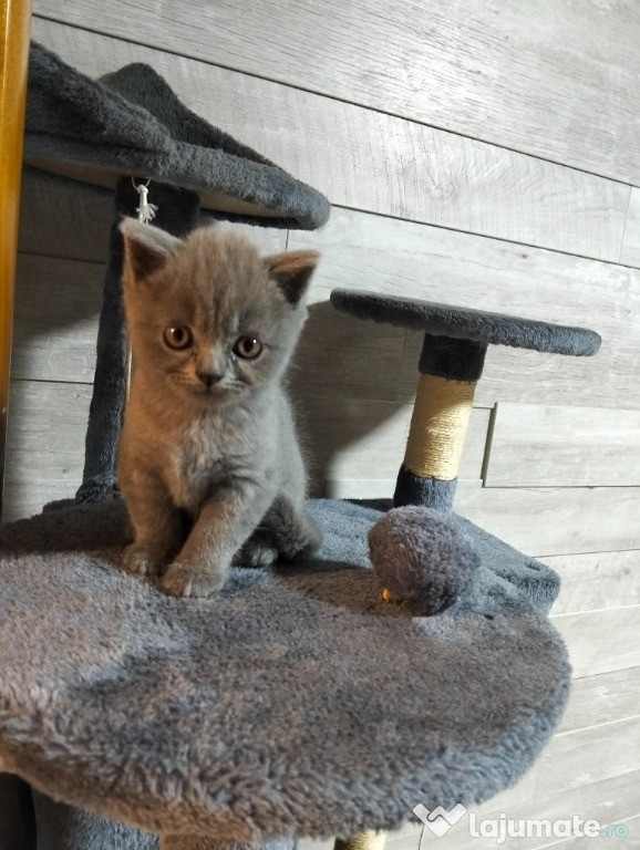British shorthair