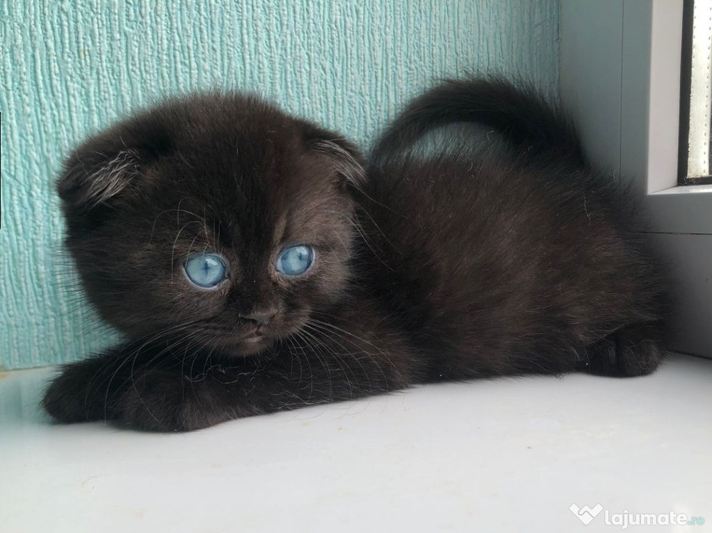 Pisoiaș de Elită, rasă pură Scottish Fold, cu Pedigree - poze reale
