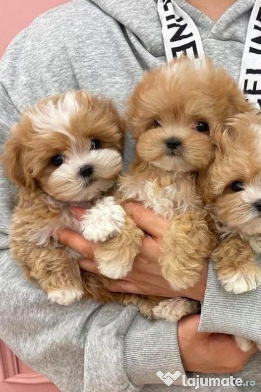 Mini Maltipoo de buzunar talie mica