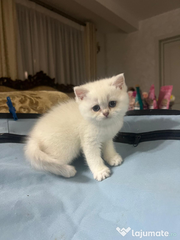Pisca British Shorthair