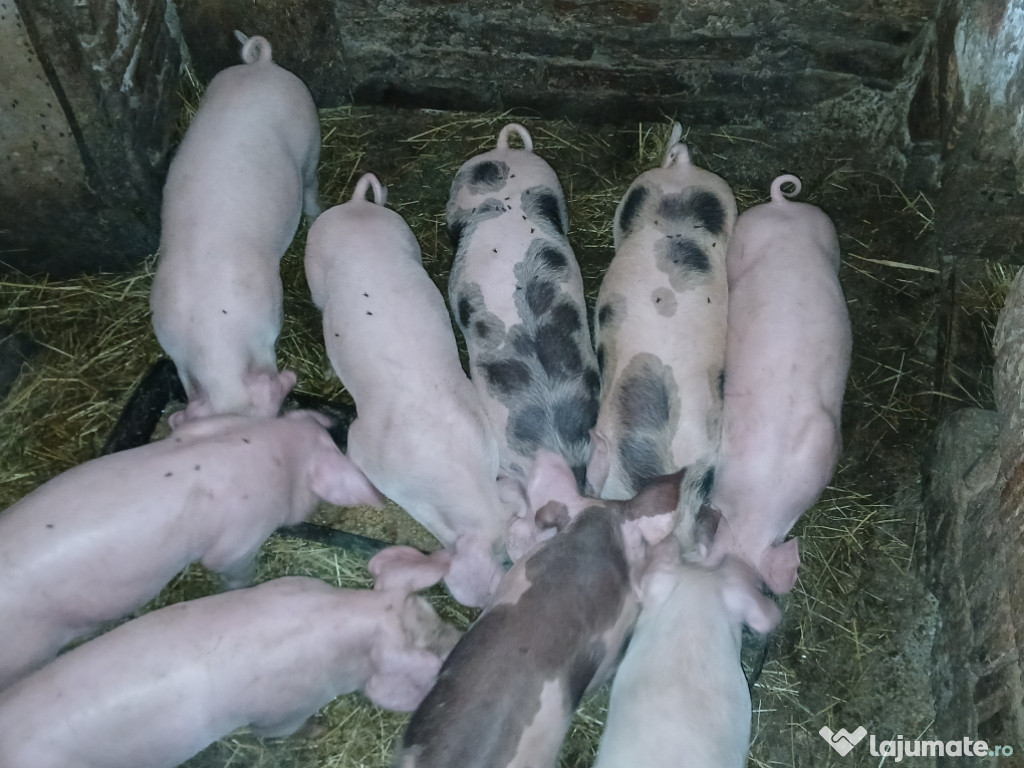 Vând purcei 7 săptămâni prețul negociabil