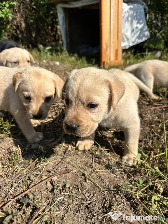 Labrador Retriever Pui femele si masculi