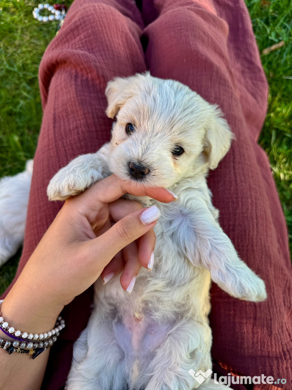Bichon maltese -2 masculi si o femela