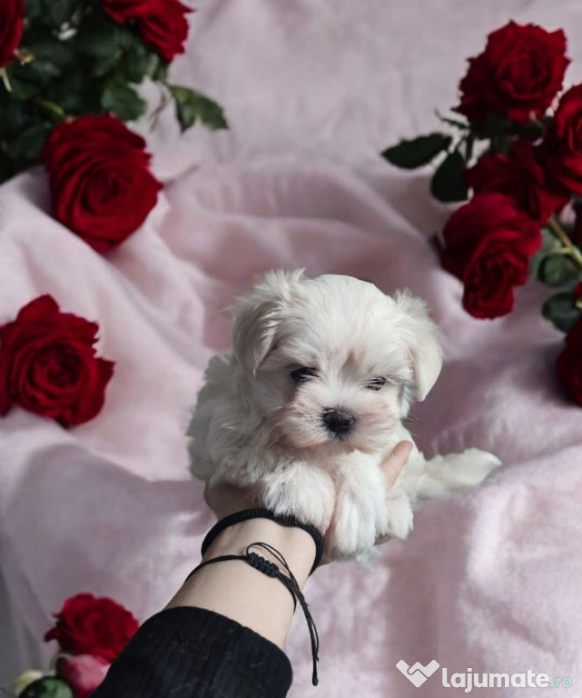 Bichon maltez mini toy