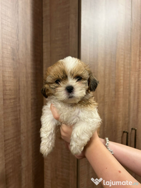 Catelusi shihtzu
