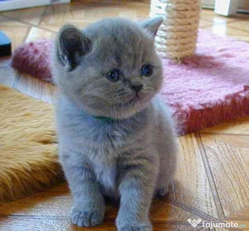 British Shorthair rasa pură