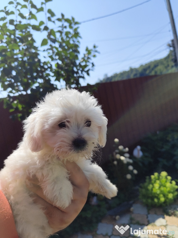 Bichon maltez mascul