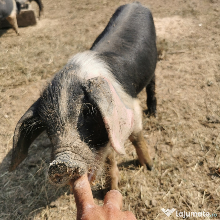 Porci Bazna de vânzare