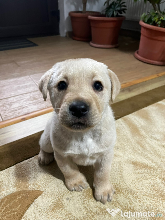 Labrador Retriever
