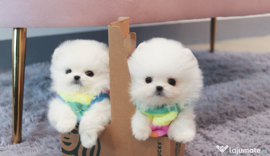 Pomeranian puppy mini boo toy