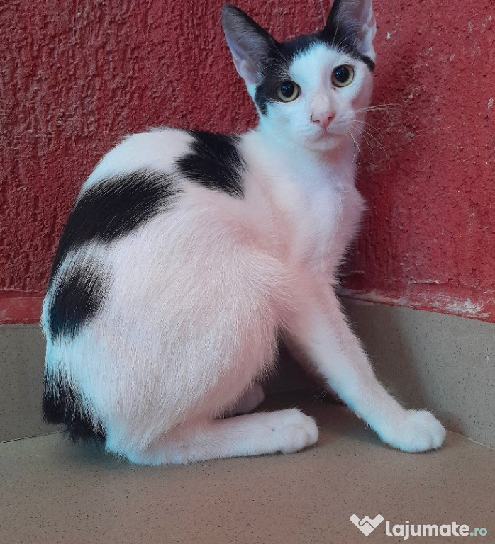 Adoptie pui de pisica motan alb Zian