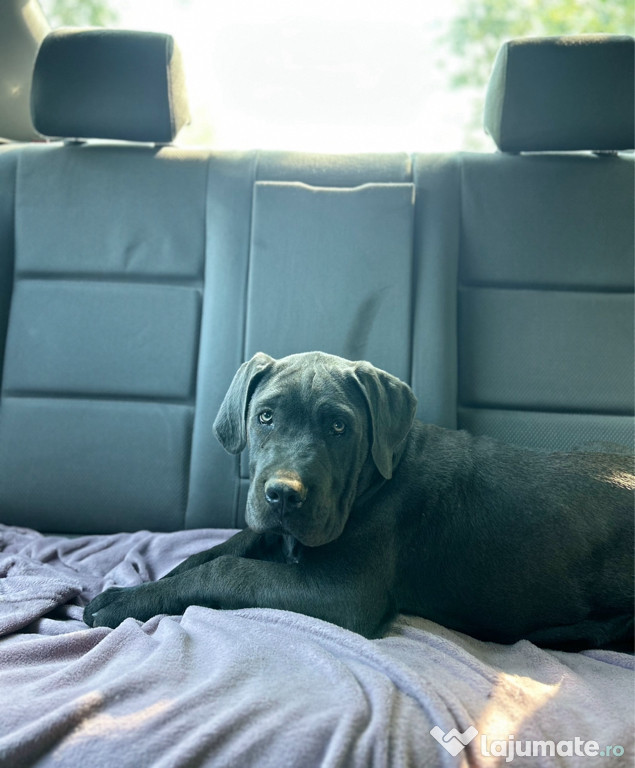 Pui cane corso rasă pură
