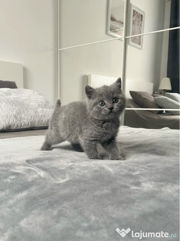 British shorthair