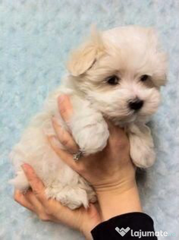 Bichon maltez mini toy