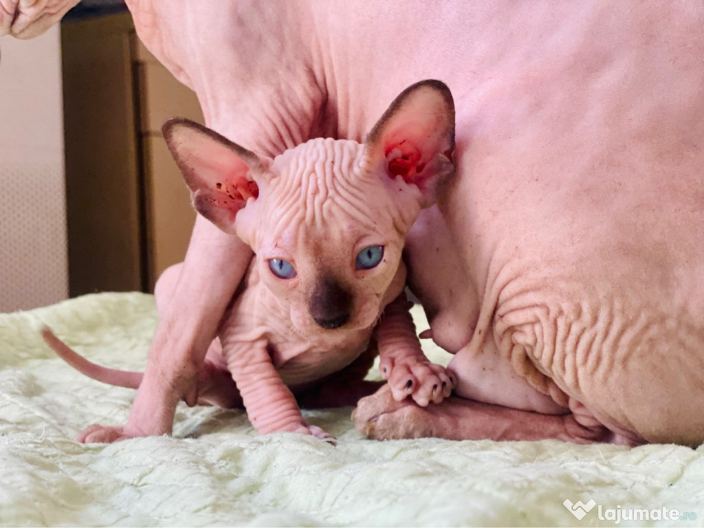Pisicute Sphynx - Fetite și baietei
