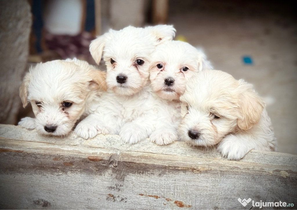 Bichon mini-toy + havanez