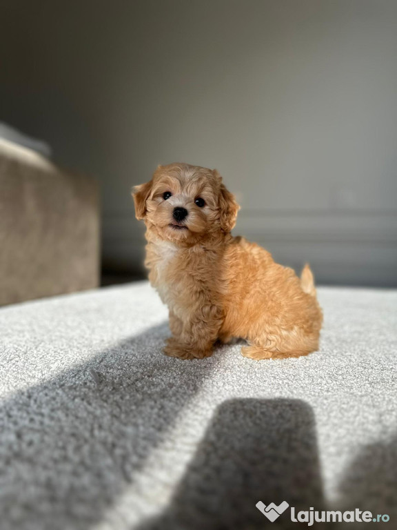 Bichon havanez auriu 2 luni
