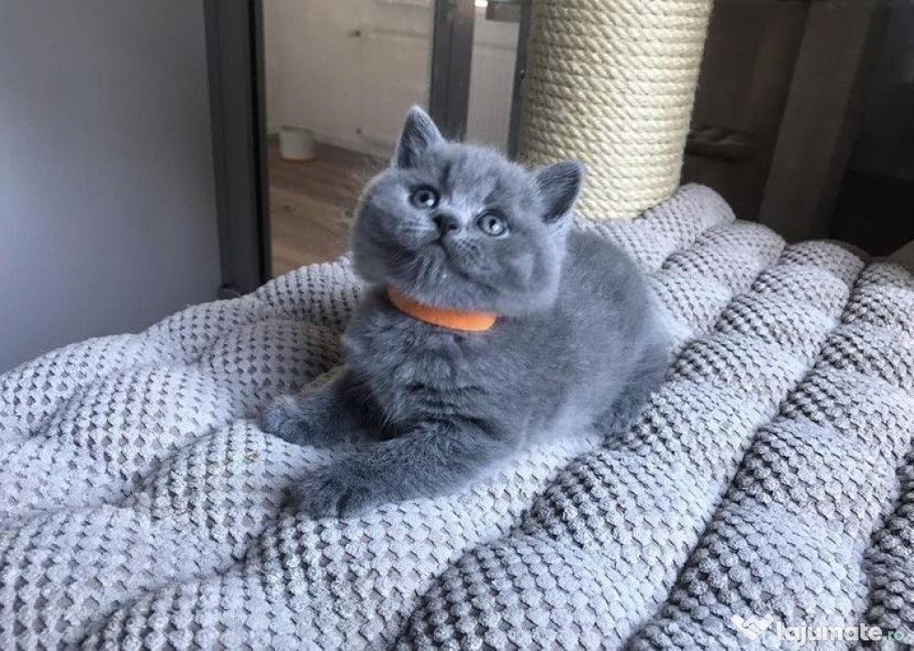 British shorthair pui