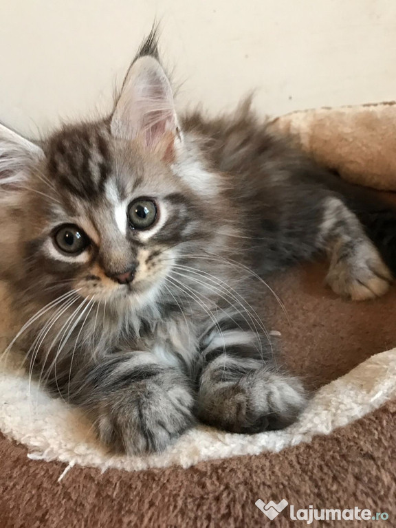 Maine Coon puiuți