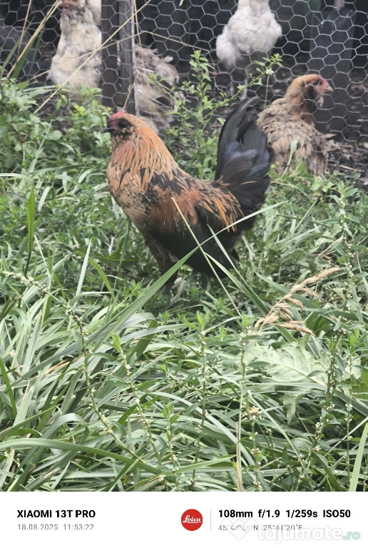 Cocosi bărbos de anvers