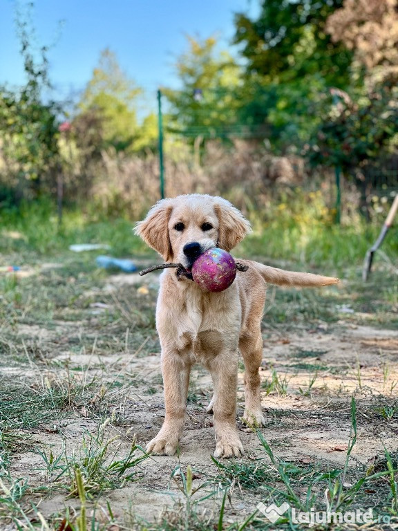 Pui Golden Retriever Arges