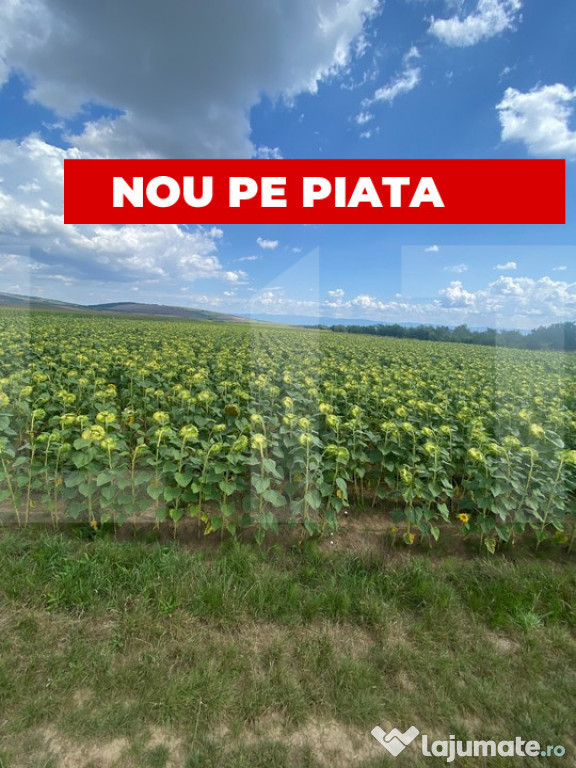 De vânzare teren arabil – 4,58 ha, Moacșa, Covasna