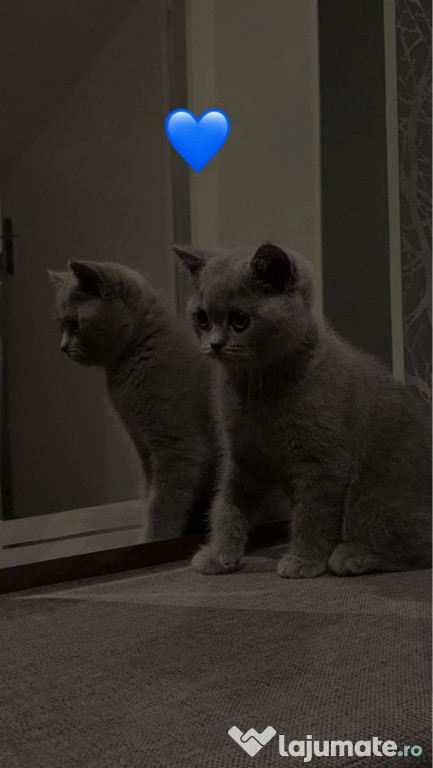 Motan British shorthair Bule