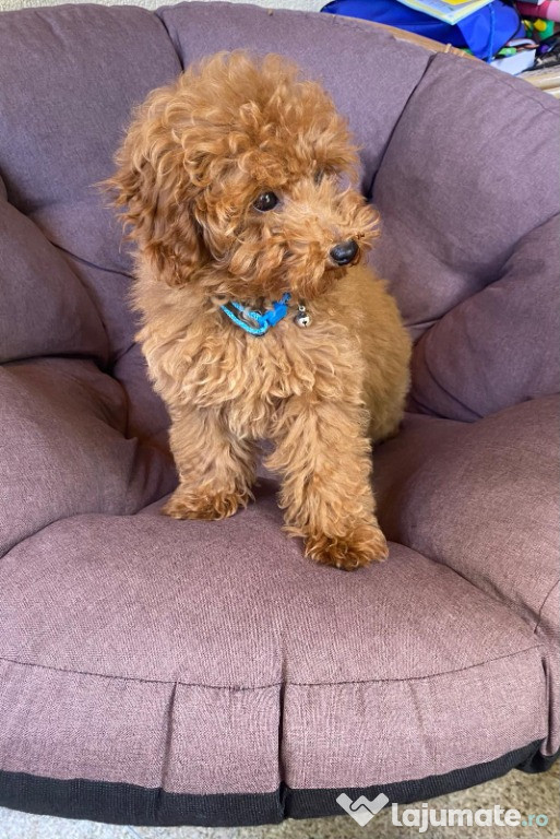 Poodle Toy băiețel – 3 luni și 3 săptămâni, prietenos și jucăuș
