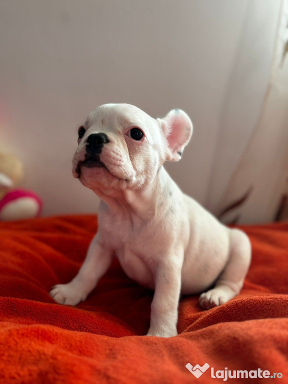 Mascul bulldog francez