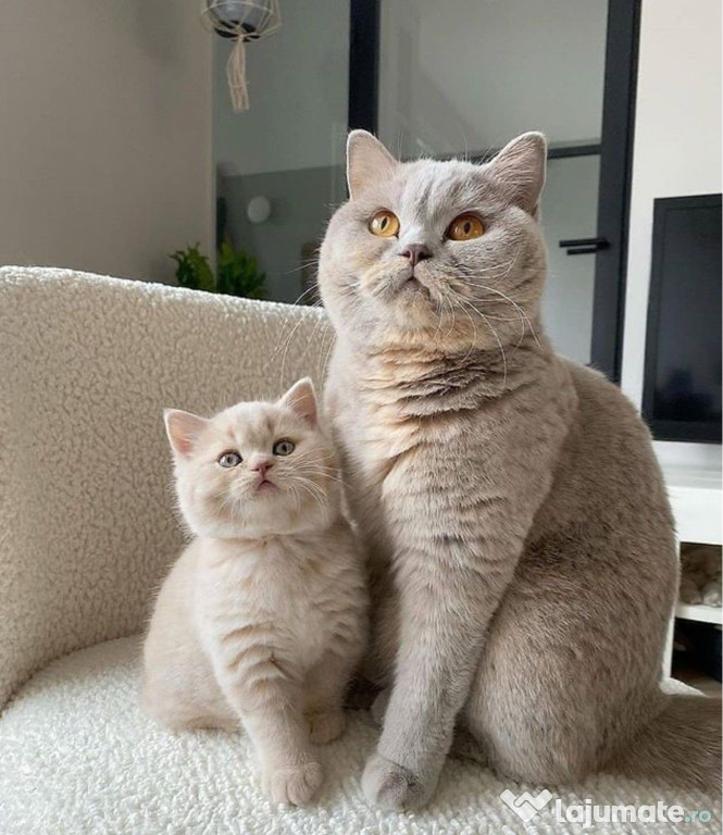 British shorthair pui superbi
