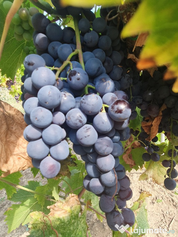 Producator - vand struguri de masa si de vin