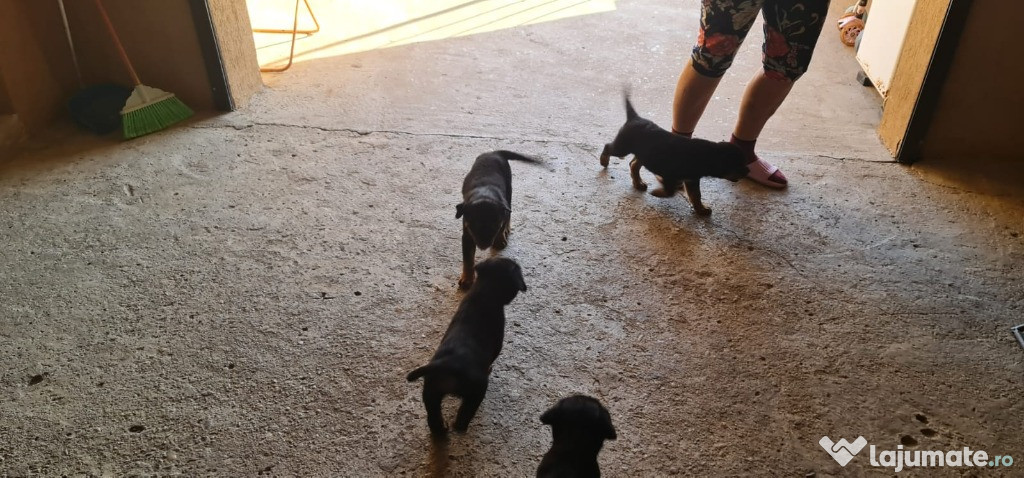 2 baieti si 2 fetite Rottweiler