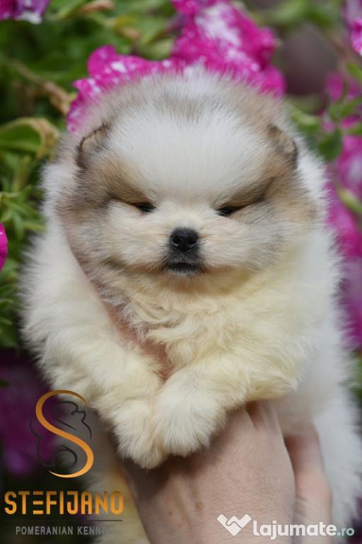 Pomeranian BOO ursuleți, Pui de Spitz Pomeranian