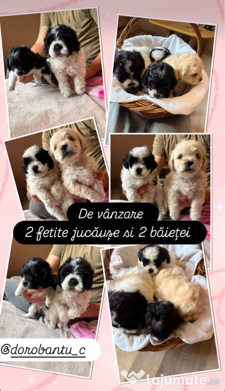 Cateii bichon havanez