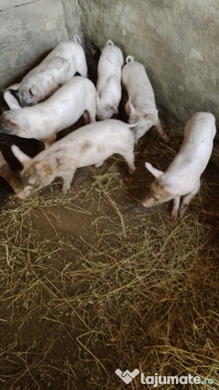 Purcei rasa landras