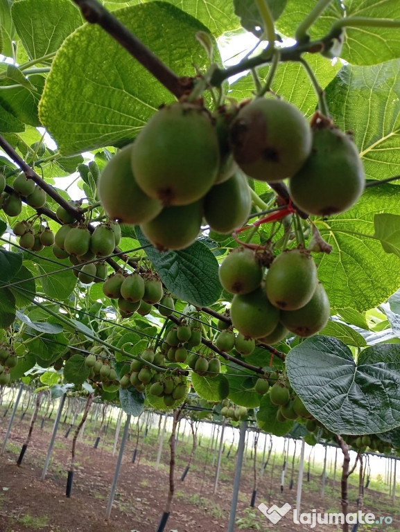 Urgent personal agricultura Italia
