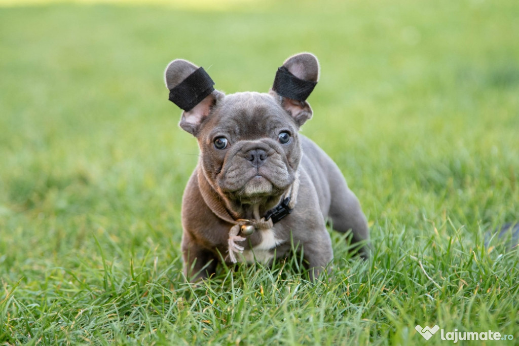 Bulldog Francez - blue - Transport in tara - buldog francez