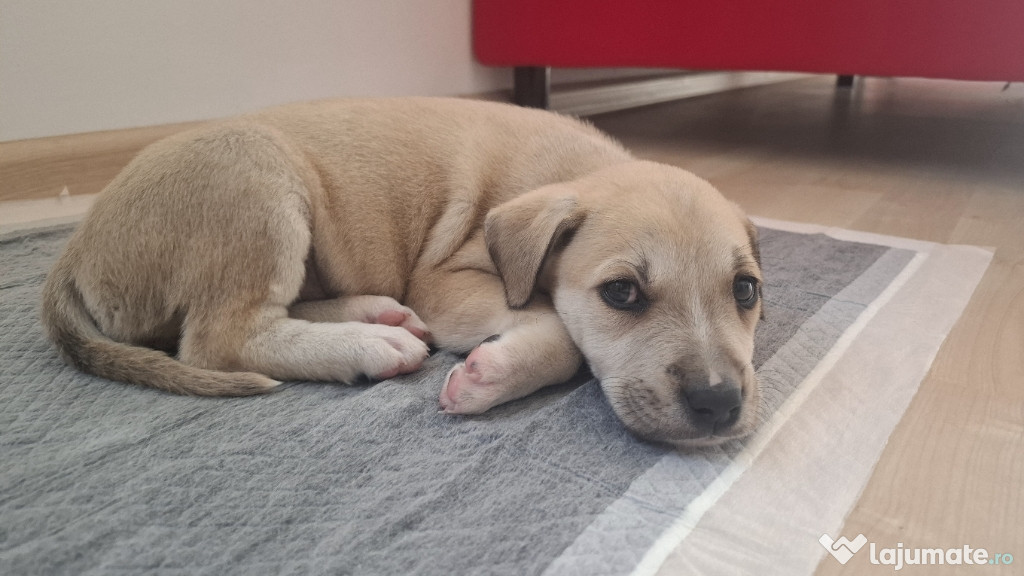 Adopție pui câine