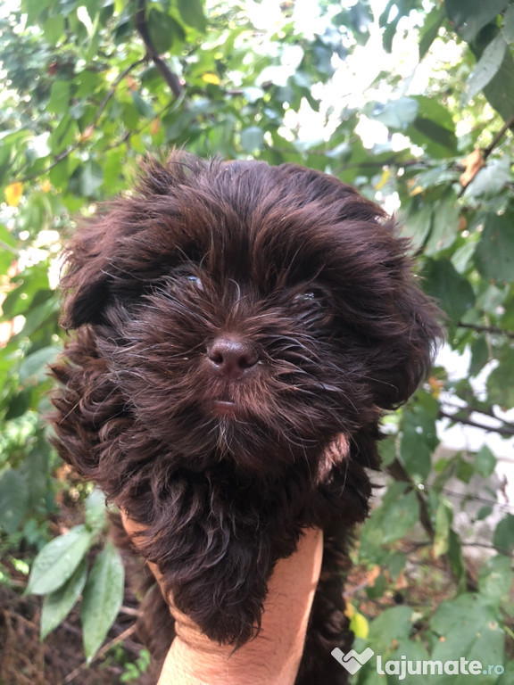 Bichon havanez ciocolatiu femela