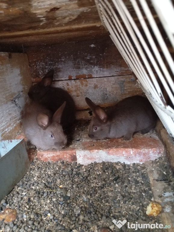 De vânzare 3 iepuri de albastru vienez 40 lei buc