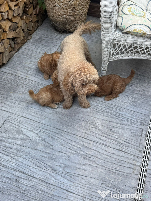 Bichon caramel , talie joasă