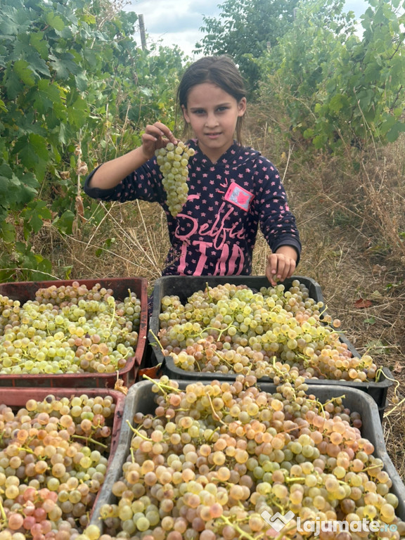 Struguri pentru vin !
