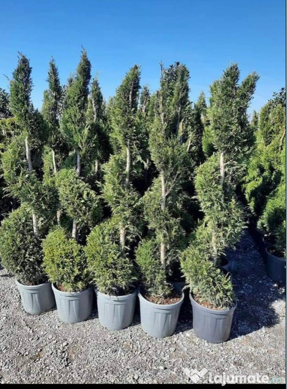 Plante ornamentale diferite specii pentru grădină