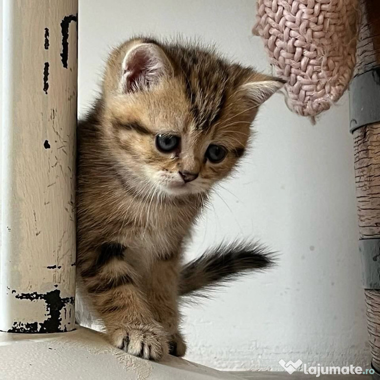 British shorthair puiuți
